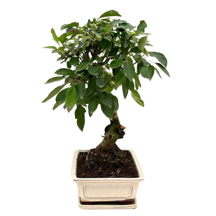 Dettaglio del bonsai di Melo con frutti visibili, in vaso artigianale bianco smaltato