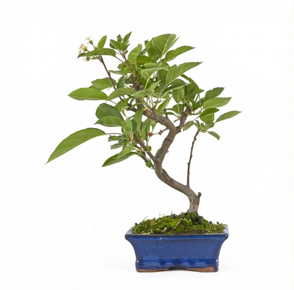 Bonsai Melo 7 anni - Collezione Premium