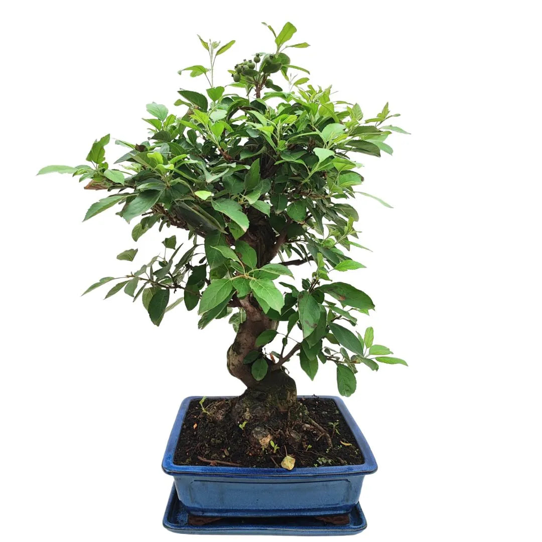 Vista frontale del Bonsai Melo Pzerwiam di 21 anni, con tronco spesso e ramificazione densa in vaso ceramico blu.


