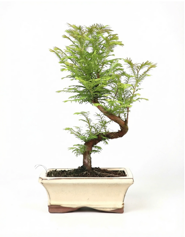 Bonsai 7 anni Metasequoia glyptostroboides (Metasequoia)- Collezione Premium