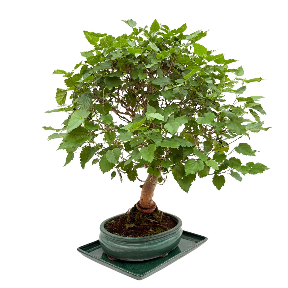 Bonsai Morus in vaso tondo verde, inquadratura obliqua per evidenziare la forma arcuata del tronco.