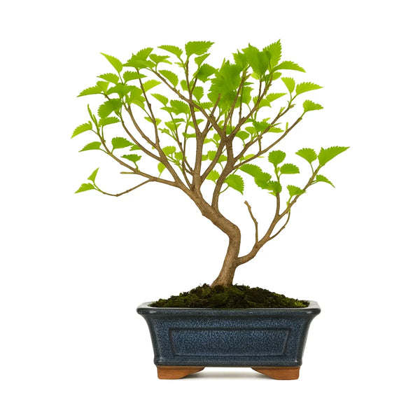 Bonsai 7 anni Morus (Gelso) - Collezione Premium