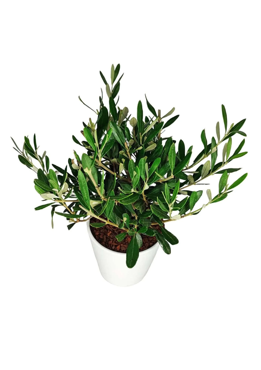 Olivo Bonsai - tronco sinuoso e chioma densa, vista ravvicinata del tronco