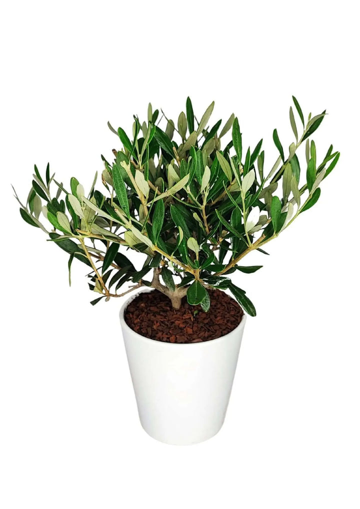 Olivo Bonsai piccolo - chioma compatta e foglie argentate in vaso bianco, primo piano