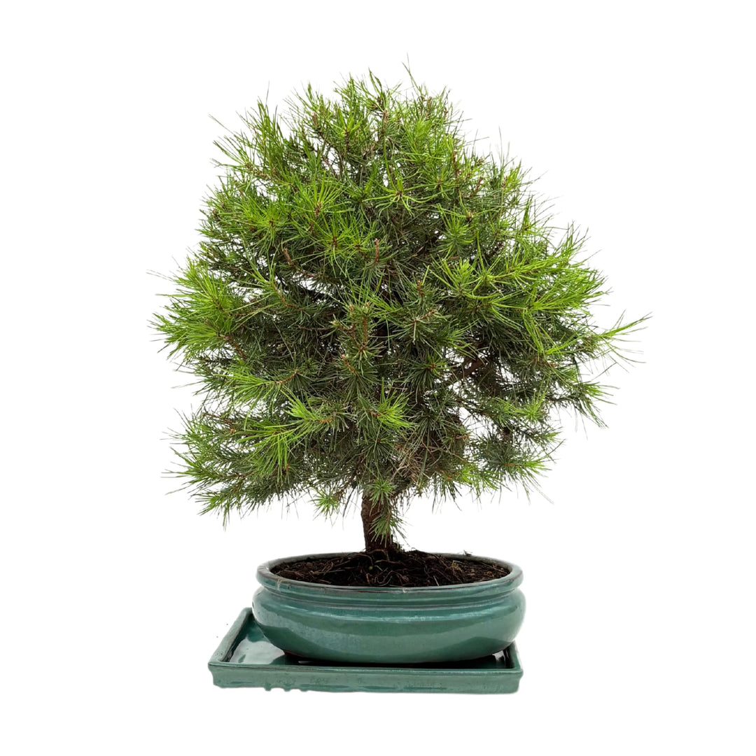 Alberello bonsai di pino visto frontalmente in vaso rotondo smaltato verde

