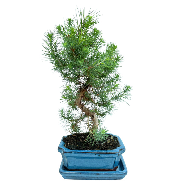 Bonsai di Pinus di 7 anni con aghi verdi e tronco sinuoso, in vaso rettangolare blu smaltato.