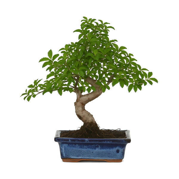 Bonsai 6 anni Zelkova parvifolia - Collezione Premium