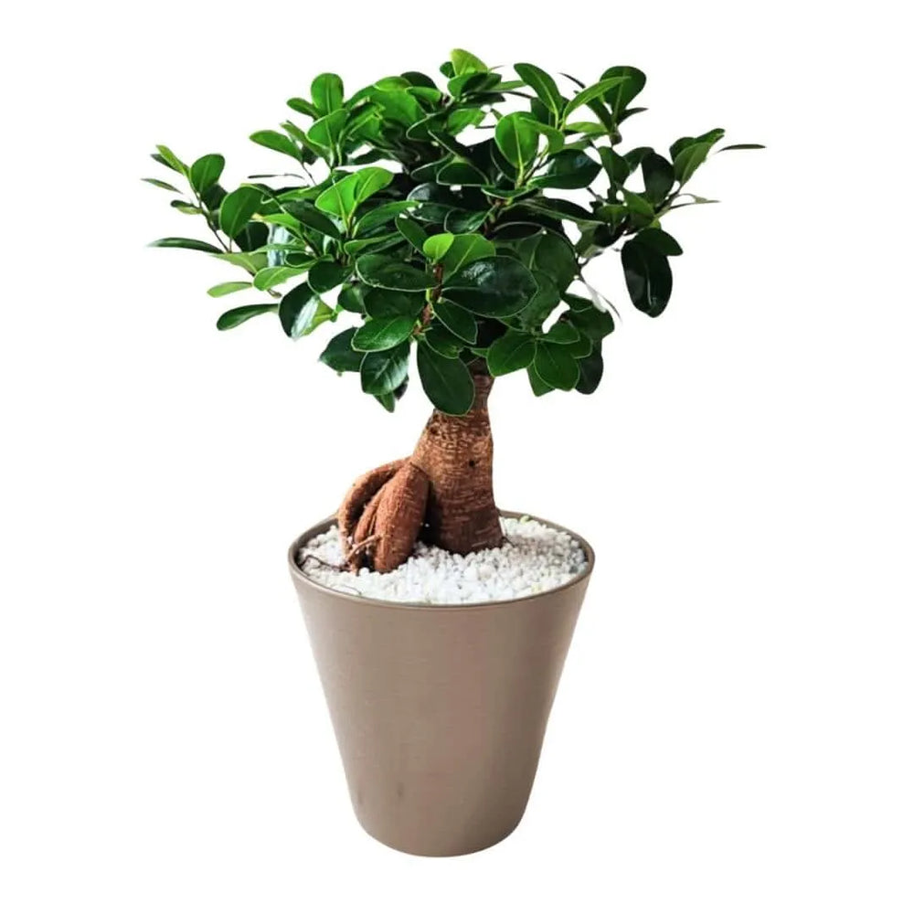 Bonsai Ficus Ginseng in idrocultura - pianta in vaso tortora con perlite
