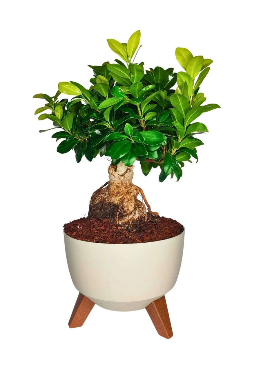Bonsai Ficus Ginseng in vaso Roma su gambe in legno, con radici aeree e foglie verdi lucide