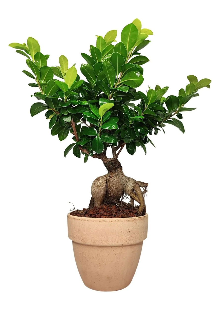 Bonsai Ficus Ginseng 50cm - pianta in vaso terracotta 'Palladio Arena' vista frontale