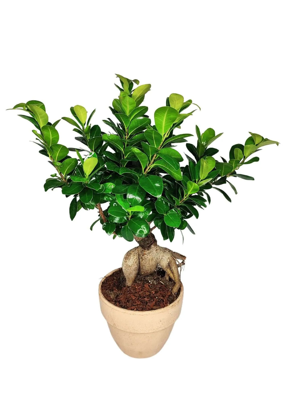 Bonsai Ficus Ginseng cura - radici scultoree e vaso terracotta 'Palladio Arena'