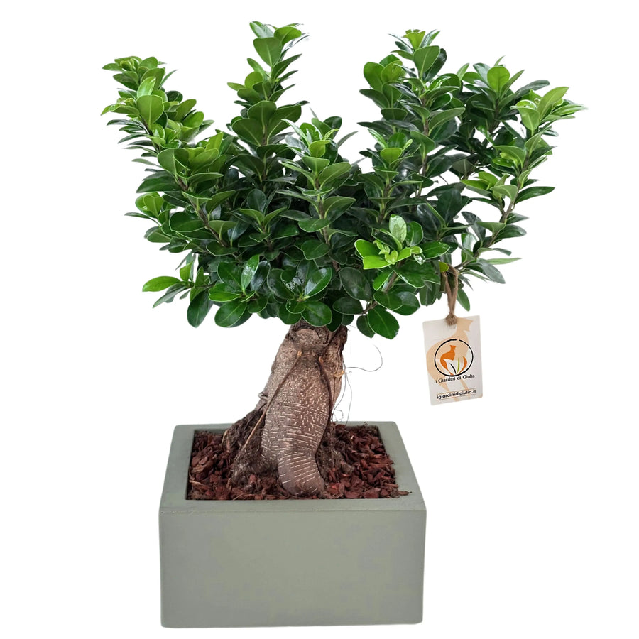 Bonsai Ficus Ginseng in vaso Minos - vista frontale elegante