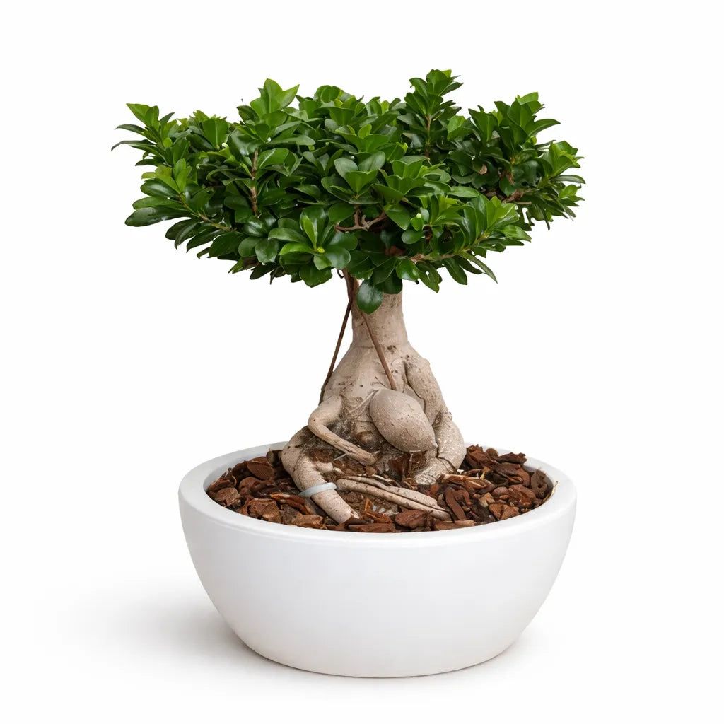 Bonsai f. ginseng 3000 g in thetis D.40 H.90 cm