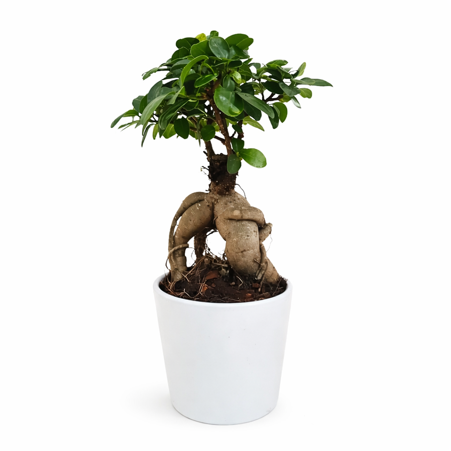 Bonsai Ficus Ginseng in vaso Dallas - pianta da interno con tronco scultoreo e foglie lucide
