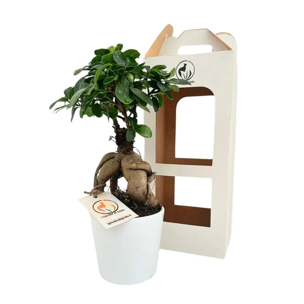 Bonsai Ginseng con confezione regalo I Giardini di Giulia - ideale come pianta da interno