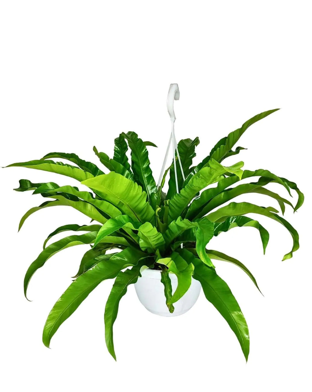 Asplenium Anticum - Pianta sospesa con fronde ondulate in vaso basket bianco