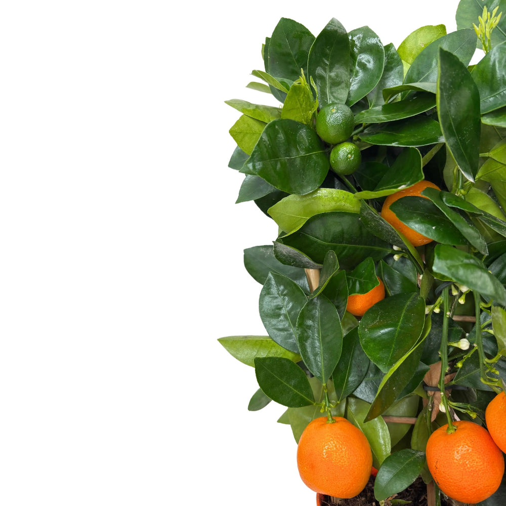Calamondino in vaso - dettaglio dei frutti e delle foglie lucide del Calamondino
