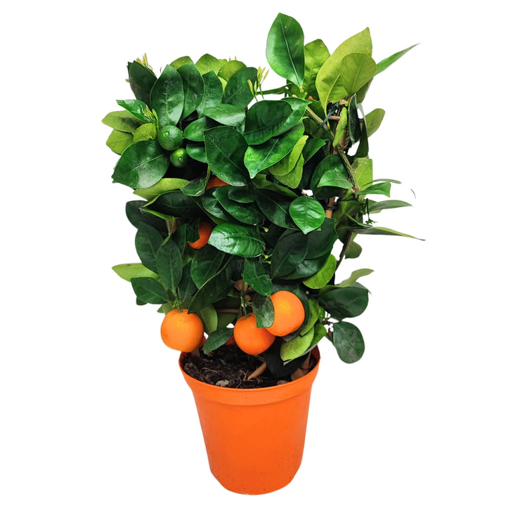 Calamondino pianta ornamentale - pianta di Calamondino con frutti arancioni in vaso