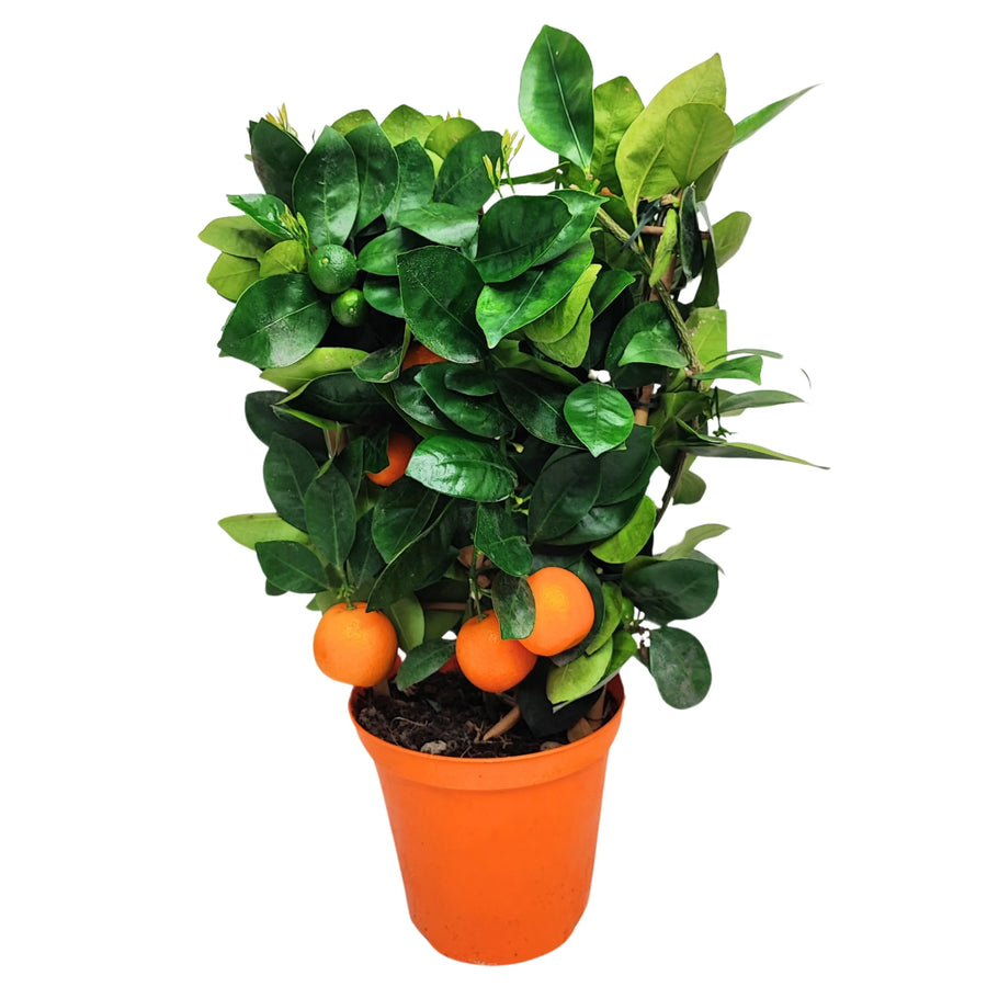Calamondino pianta ornamentale - pianta di Calamondino con frutti arancioni in vaso
