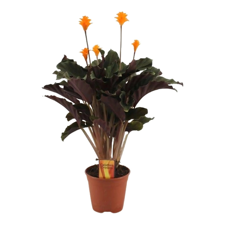 Calathea Crocata - Pianta d'interno con fiori arancioni e foglie verde scuro in vaso decorativo