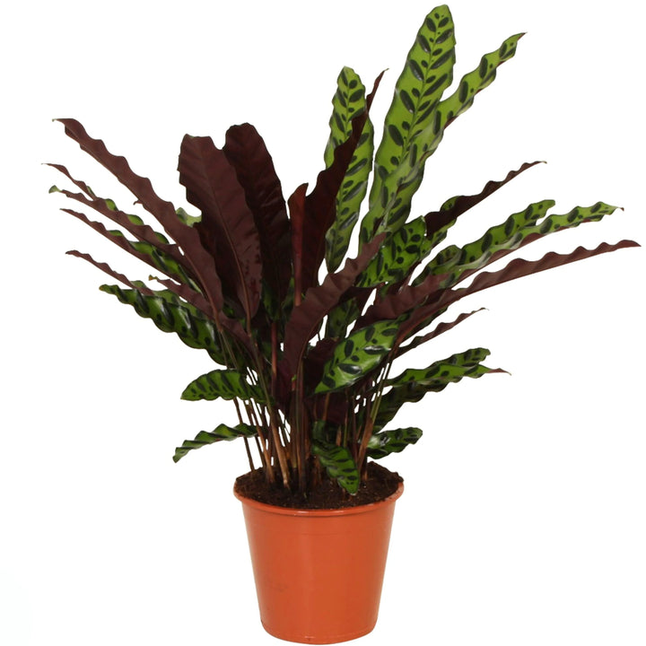 Calathea Lancifolia Insigne - primo piano di una pianta con foglie allungate verdi con variegature scure