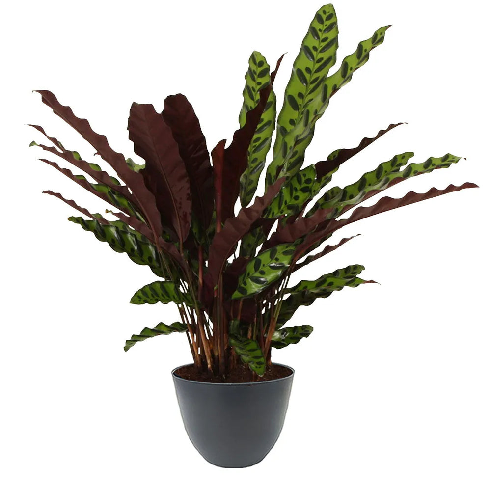 Calathea Lancifolia Insigne - pianta da interno con foglie allungate verdi e bordeaux, in vaso antracite