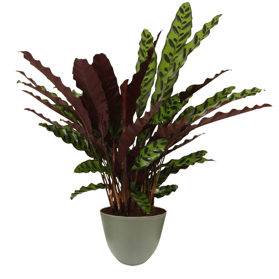 Calathea Lancifolia Insigne - dettaglio foglie ondulate verdi con motivi scuri e parte inferiore bordeaux, in vaso verde