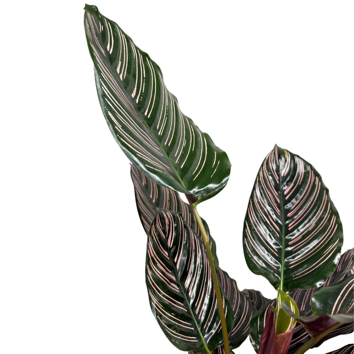 Calathea ornata - dettaglio delle venature rosa intenso sulle foglie
