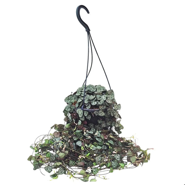 Ceropegia woodii in basket