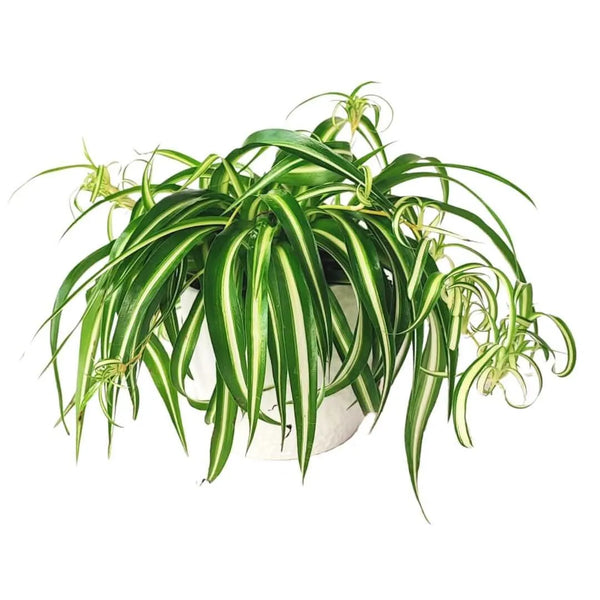 Chlorophytum comosum Bonnie en pot en céramique