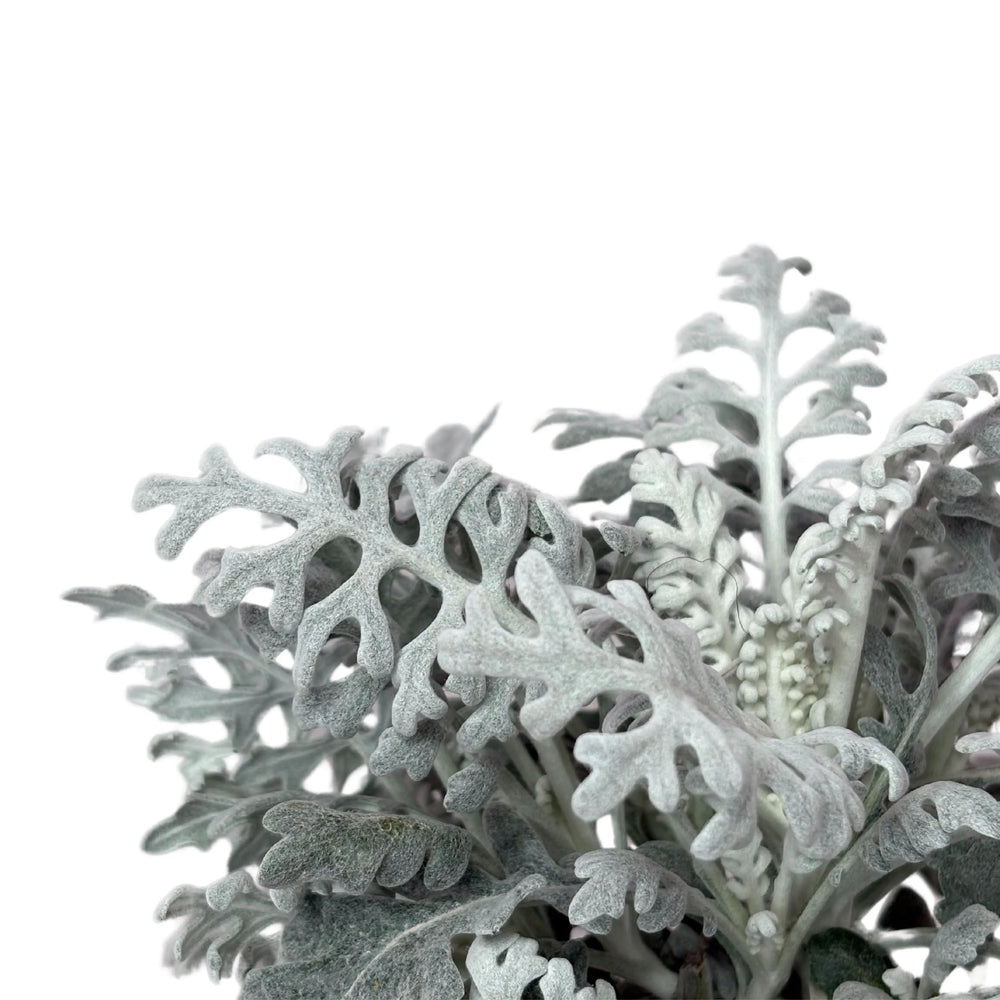 Cineraria Marittima fogliame - dettaglio delle foglie argentate e vellutate, resistente al freddo