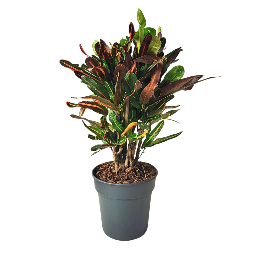 Codiaeum Mammi - pianta croton variegata in vaso da 21 cm per interni
