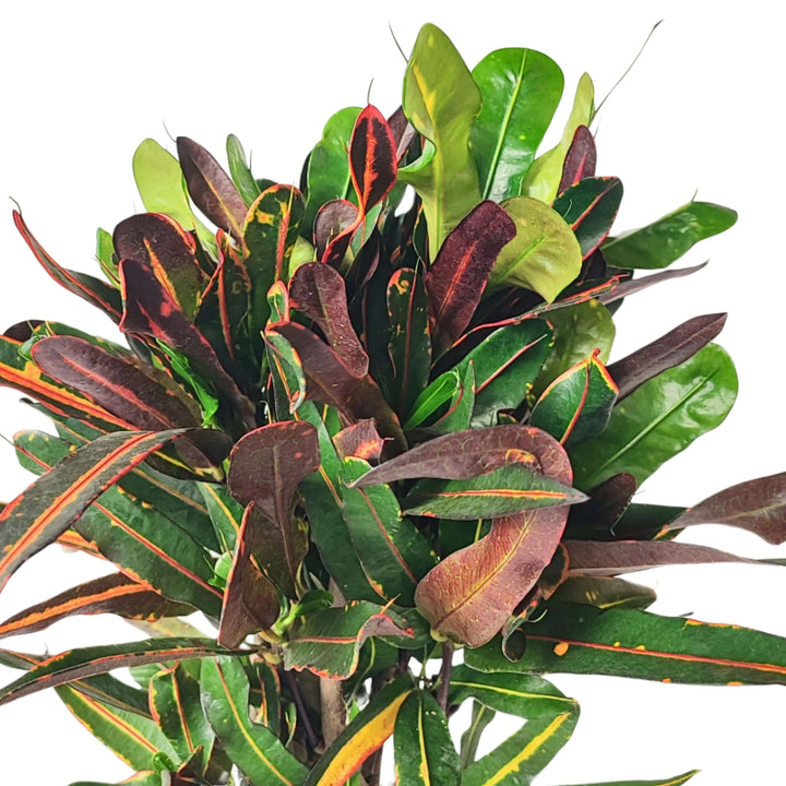 Croton Mammy Codiaeum - dettaglio foglie ondulate e multicolore con sfumature rosse e gialle