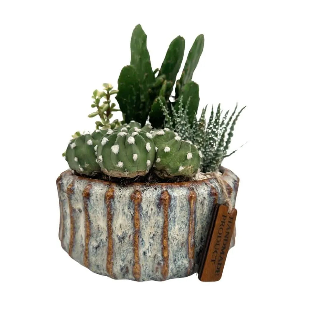 Composizione di piante grasse stabilizzate in vaso ceramico artigianale, diametro 18 cm, stile decorativo rustico

