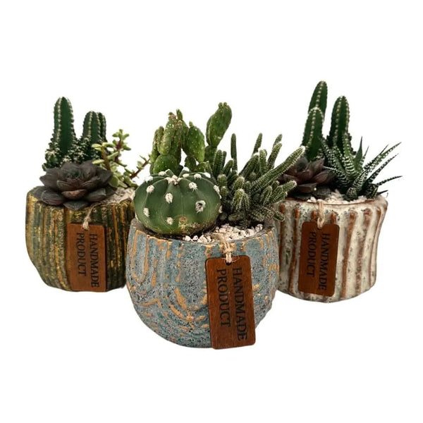 Composizione piccola di piante grasse in vasi ceramica decor