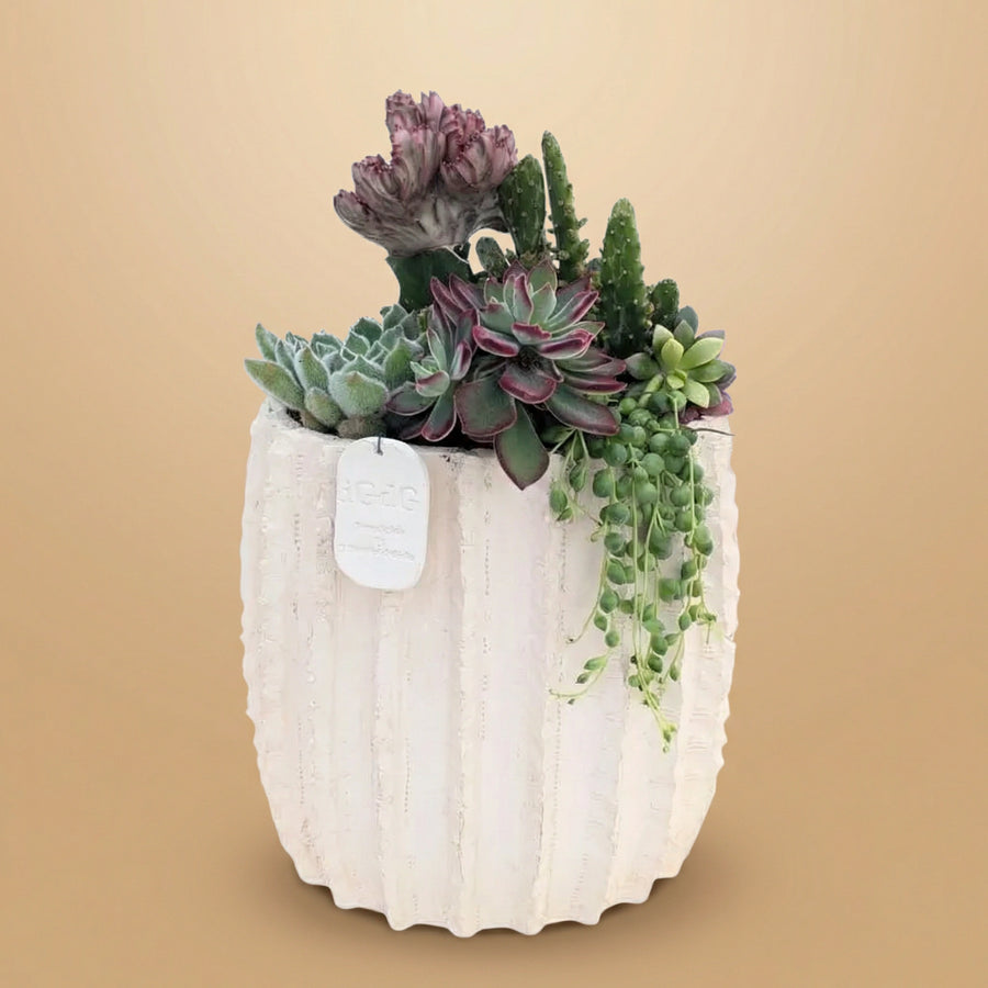 Composizione di piante grasse in vaso bianco su sfondo di colore beige
