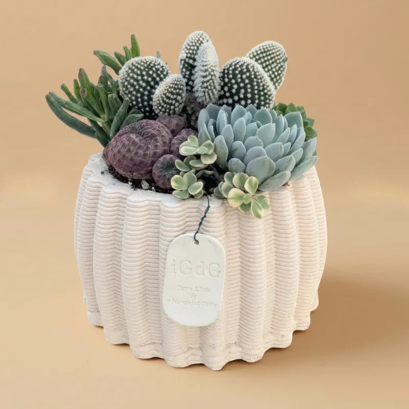 Composizione di piante grasse in vaso bianco su sfondo di colore beige 