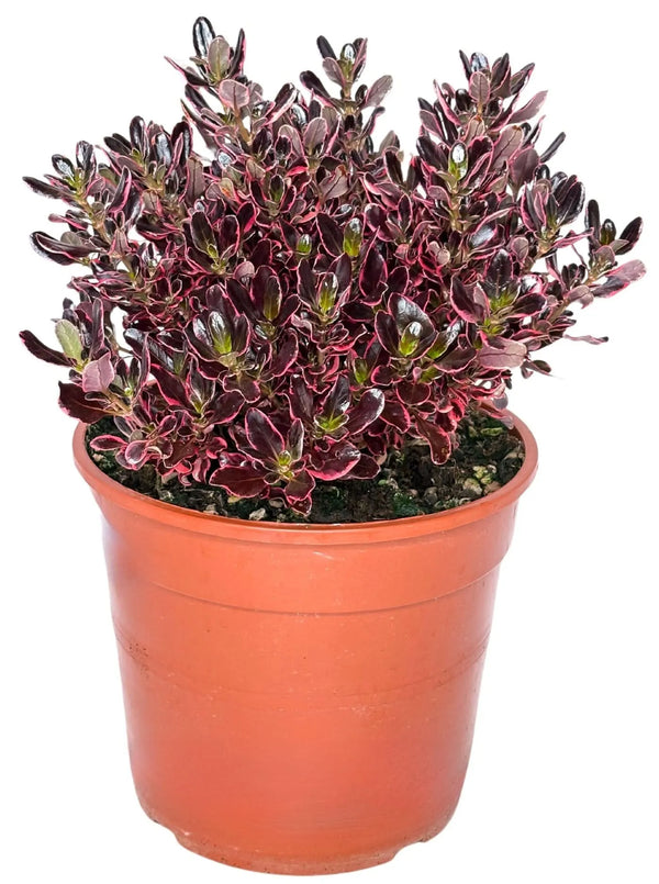 Coprosma Repens Pacific Dawn D. 24 CM