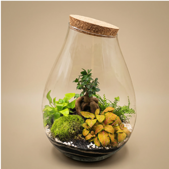 Terrarium Coraline - Vista frontale dell'ecosistema autonomo con piante verdi