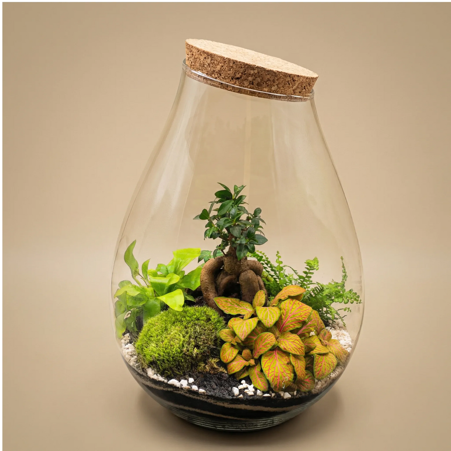 Terrarium Coraline - Vista frontale dell'ecosistema autonomo con piante verdi