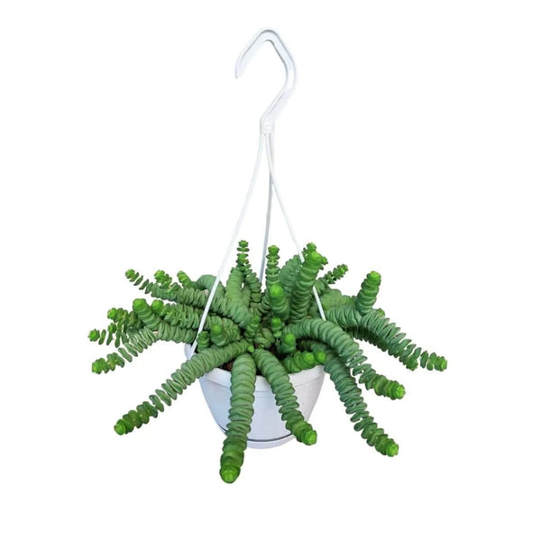 Crassula Marnieriana D. 14 cm H. 30 cm