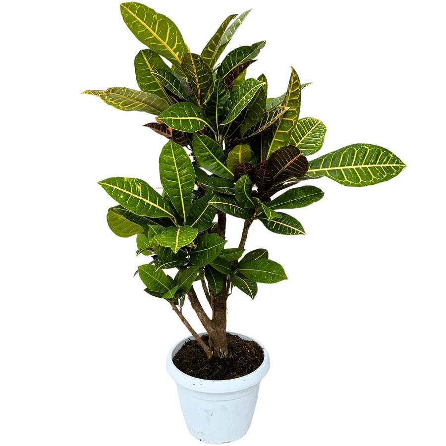 Croton Petra ramificato - pianta da interno con foglie colorate in vaso bianco