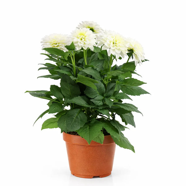 Dhalia colori misti D.14 H.25 cm