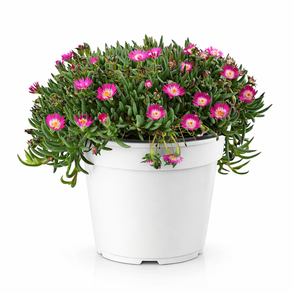 Delosperma tricolor colori misti D.19 H.30 cm