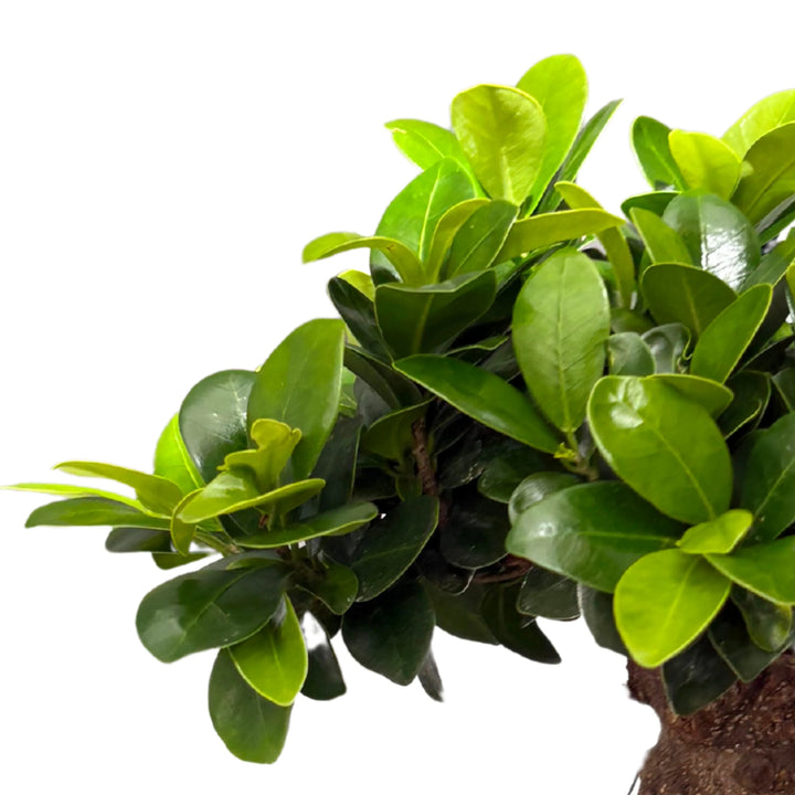 Dettaglio delle foglie lucide del Bonsai Ficus Ginseng, colore verde brillante e chioma fitta