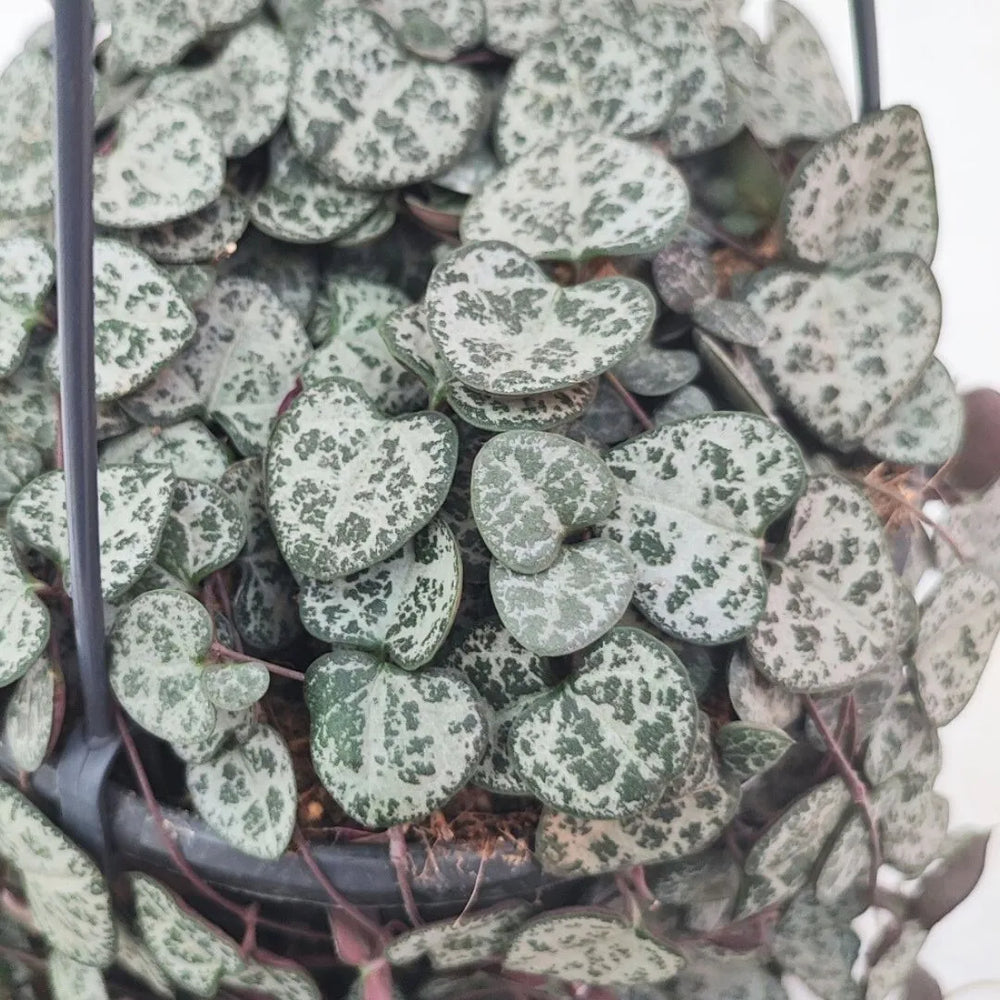 Ceropegia Woodii - Dettaglio ravvicinato delle foglie a cuore con venature argentee
