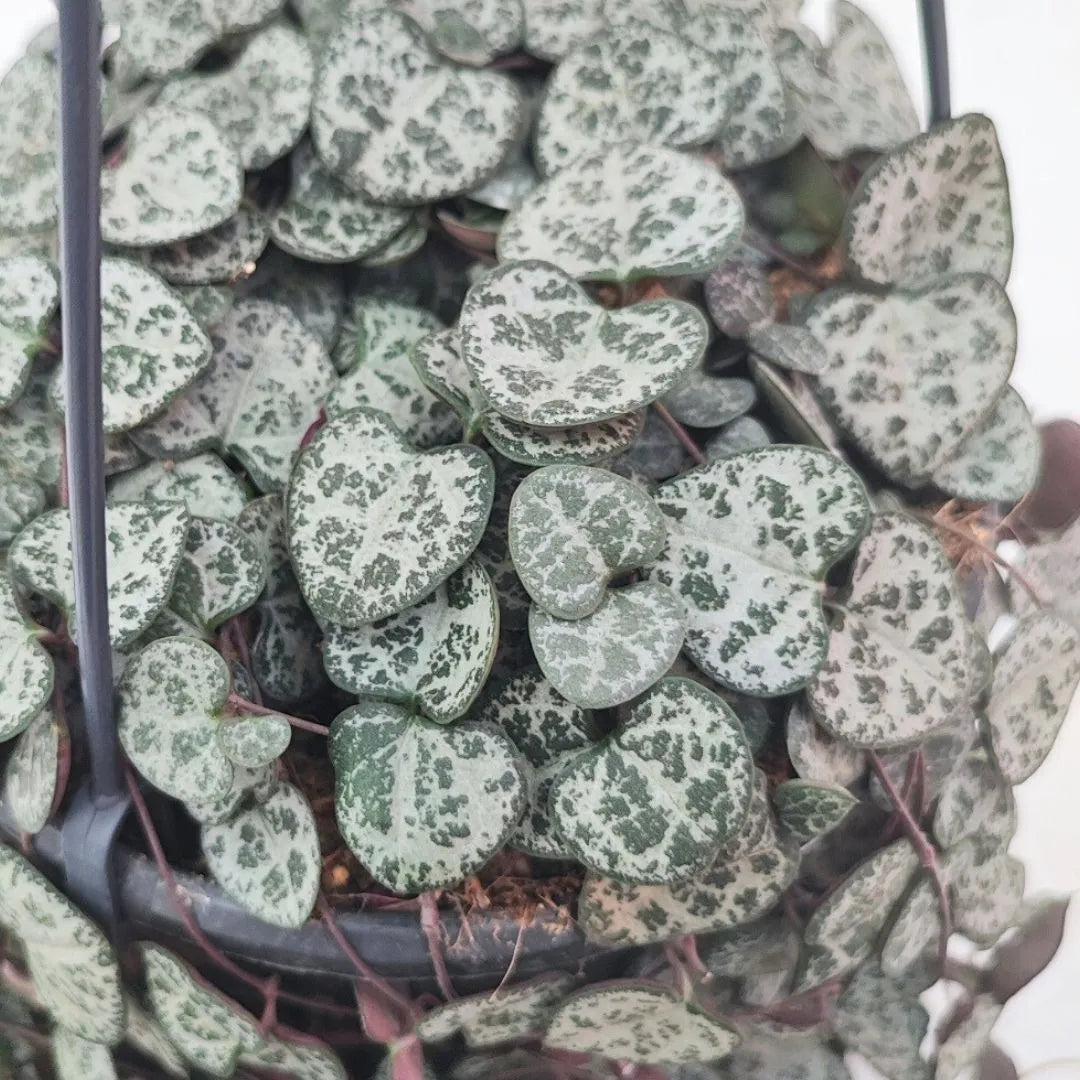 Ceropegia Woodii - Dettaglio ravvicinato delle foglie a cuore con venature argentee