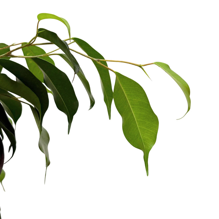 Ficus Benjamin - dettaglio foglie lucide di colore verde intenso