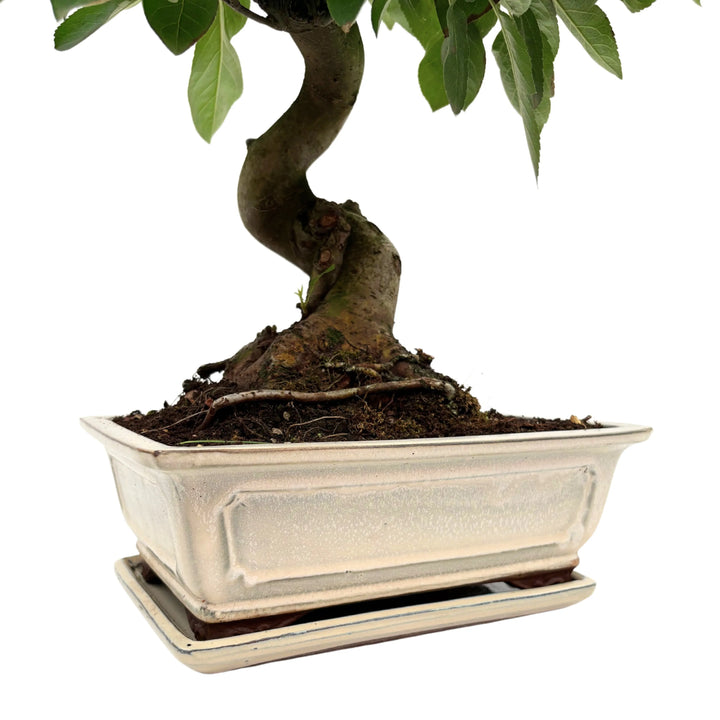 Primo piano del tronco intrecciato del bonsai di Melo e del vaso in ceramica bianca.