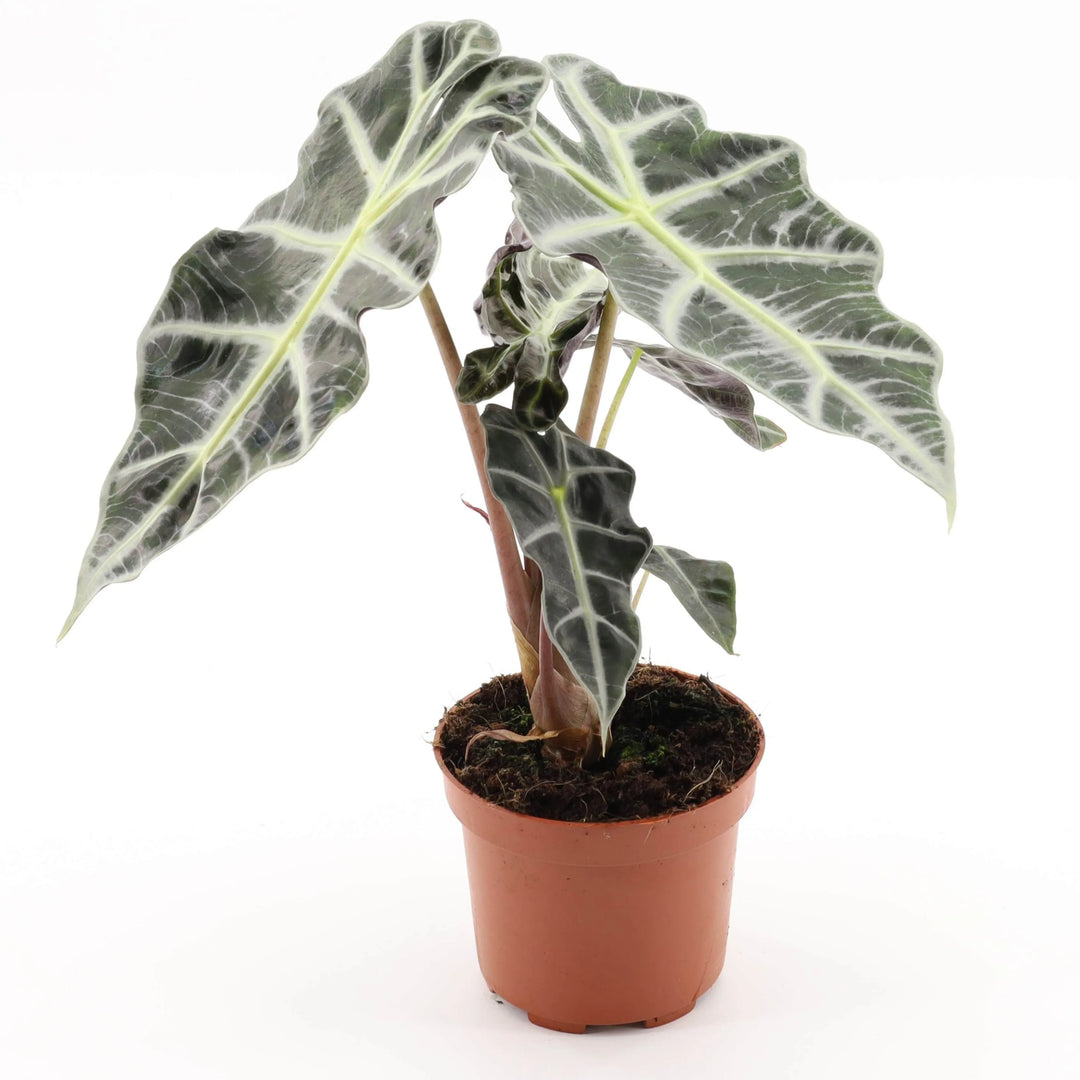 Alocasia Polly altezza 30 cm - i Giardini di Giulia 